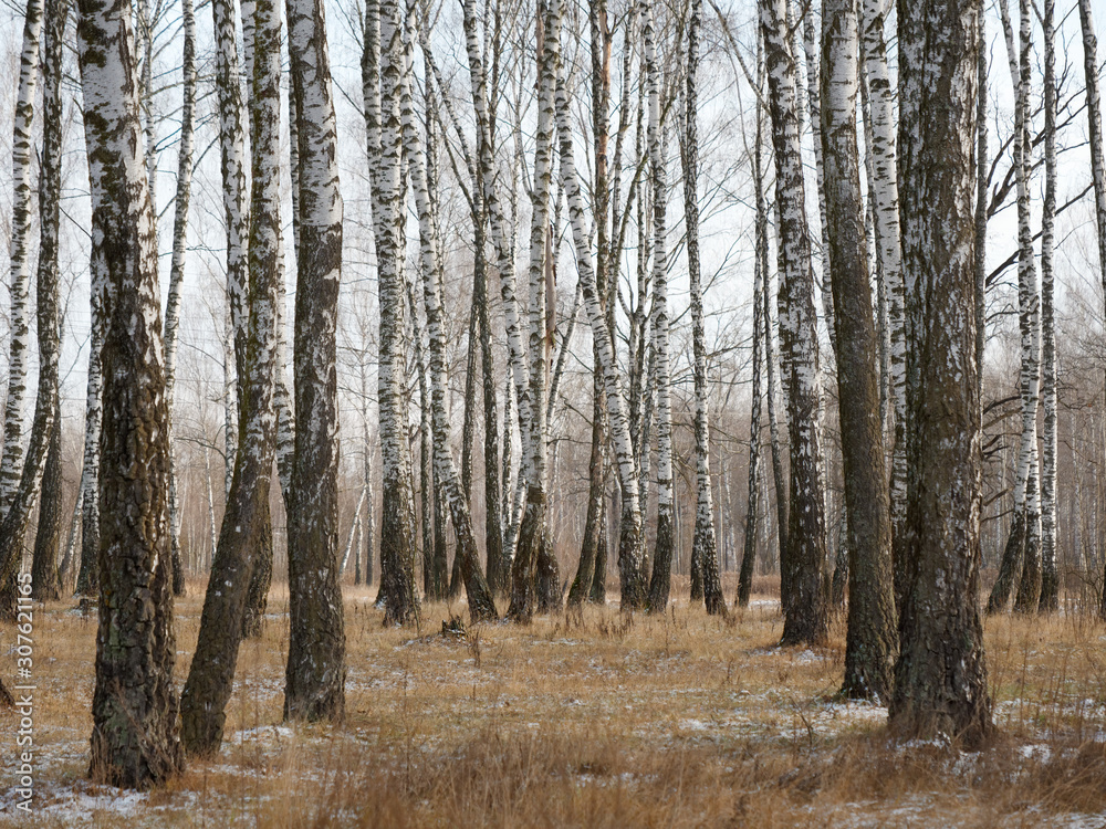 Panorama of a birch grove in winter. slender white trees Panorama of a birch grove in winter. slender white trees