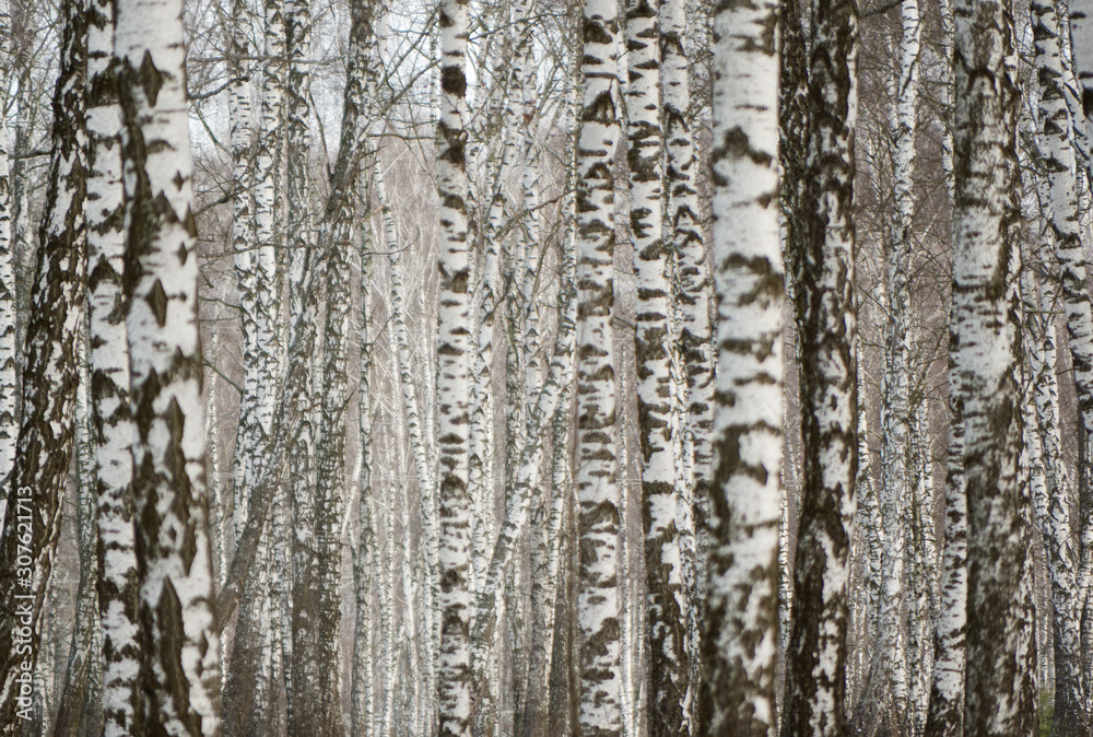 Panorama of a birch grove in winter. slender white trees Panorama of a birch grove in winter. slender white trees