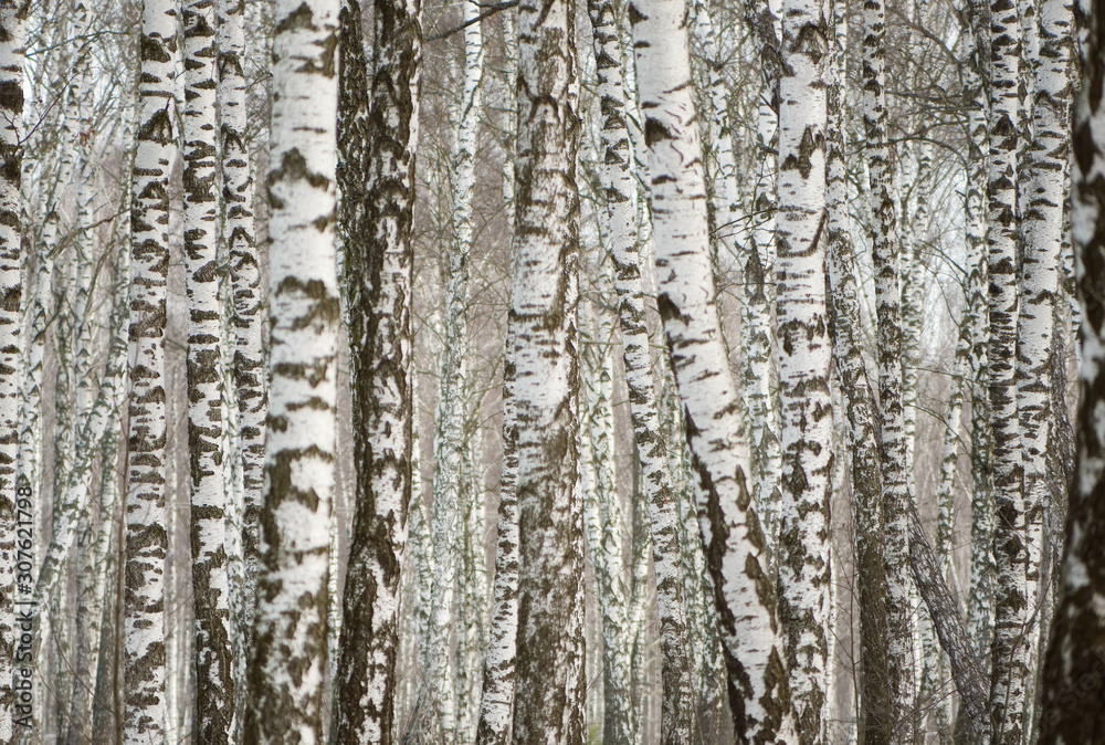 Panorama of a birch grove in winter. slender white trees