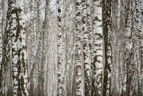 Panorama of a birch grove in winter. slender white trees