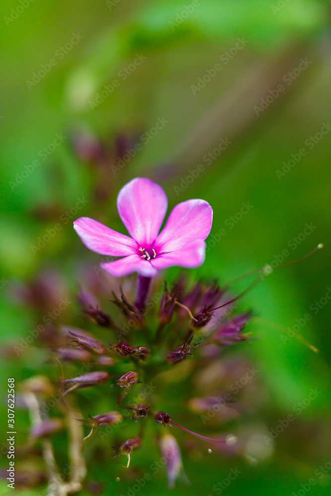 flower in the garden flower in the garden