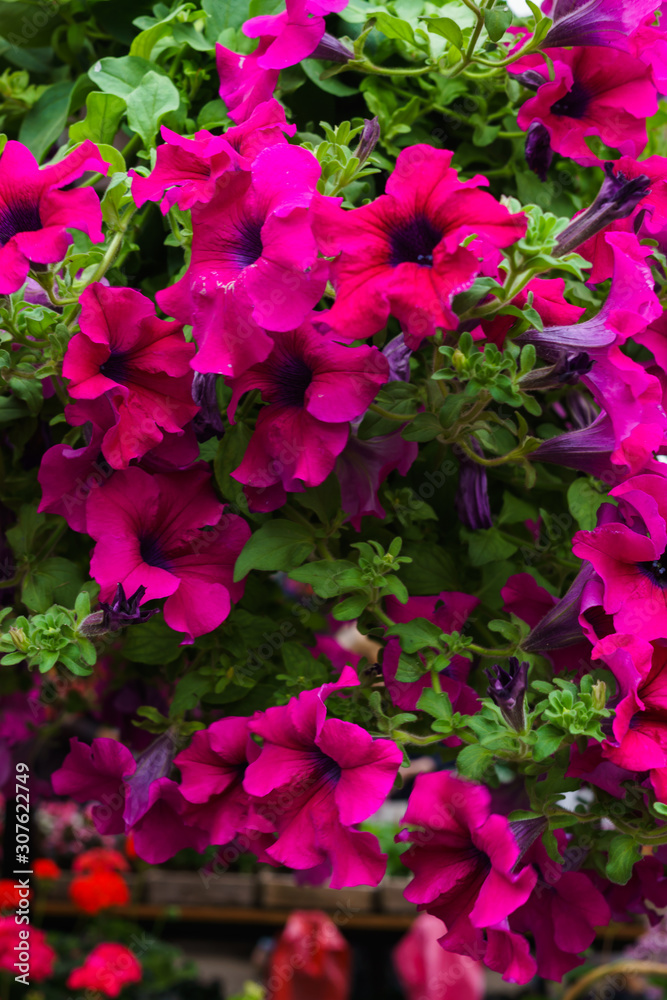 Group of pink petunia flower in the garden. Group of pink petunia flower in the garden.