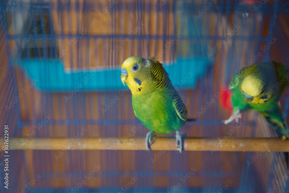 Obraz premium Parakeets . Green wavy parrot sits in a cage . Rosy Faced Lovebird parrot in a cage . birds inseparable . Budgerigar on the cage. Budgie parakeet in birdcage. Parrot
