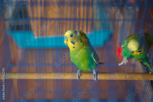 Parakeets . Green wavy parrot sits in a cage . Rosy Faced Lovebird parrot in a cage . birds inseparable . Budgerigar on the cage. Budgie parakeet in birdcage. Parrot