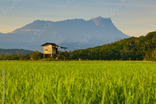 Paddy field of Kota Belud District in Sabah, Malaysian Borneo during sunrise photo