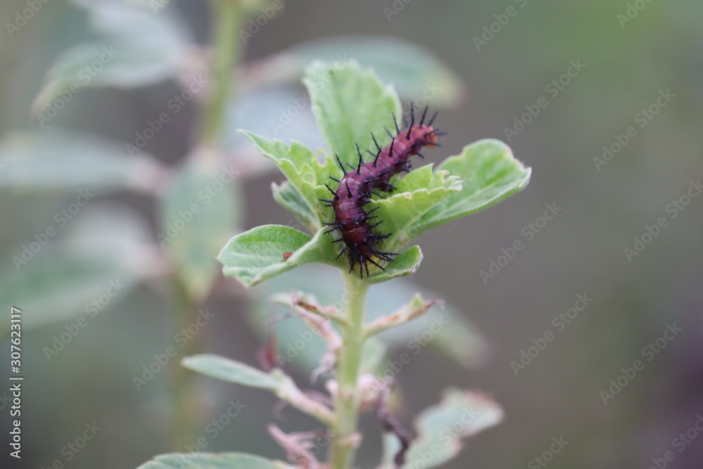 A Smeared Dagger Moth Caterpillar, also known as a Smartweed Caterpillar, crawls along a leaf.Peacock butterfly caterpillars A Smeared Dagger Moth Caterpillar, also known as a Smartweed Caterpillar, crawls along a leaf.Peacock butterfly caterpillars