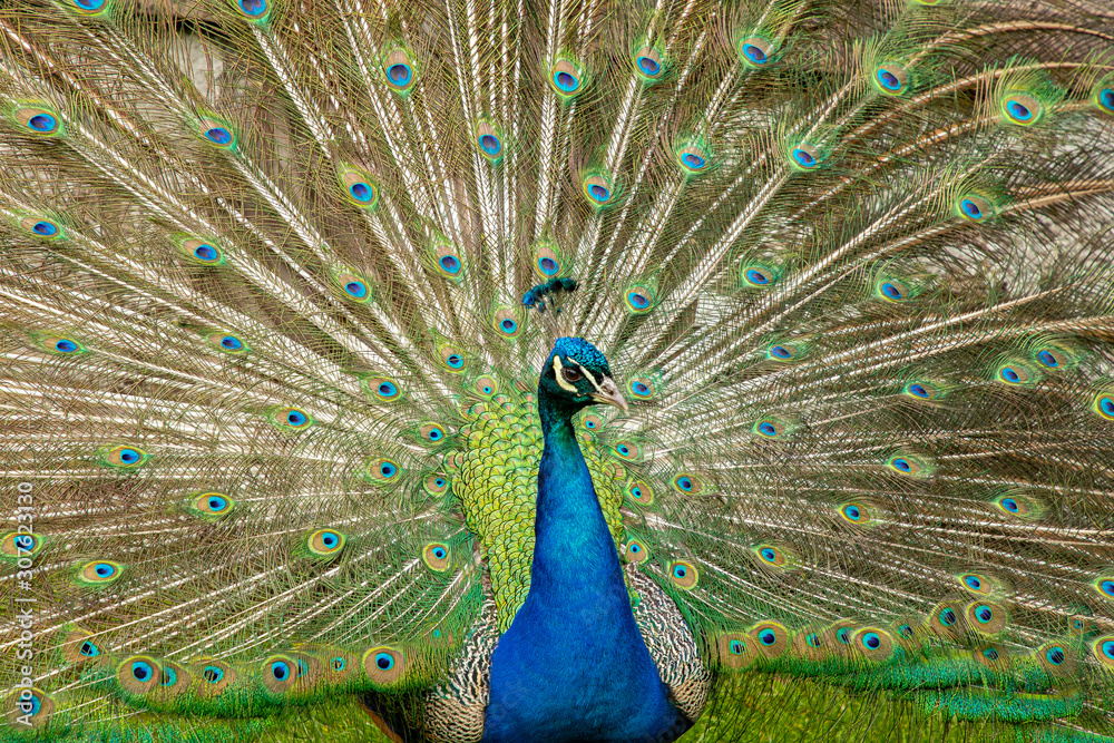 Obraz premium Peacock, Pavo cristatus
