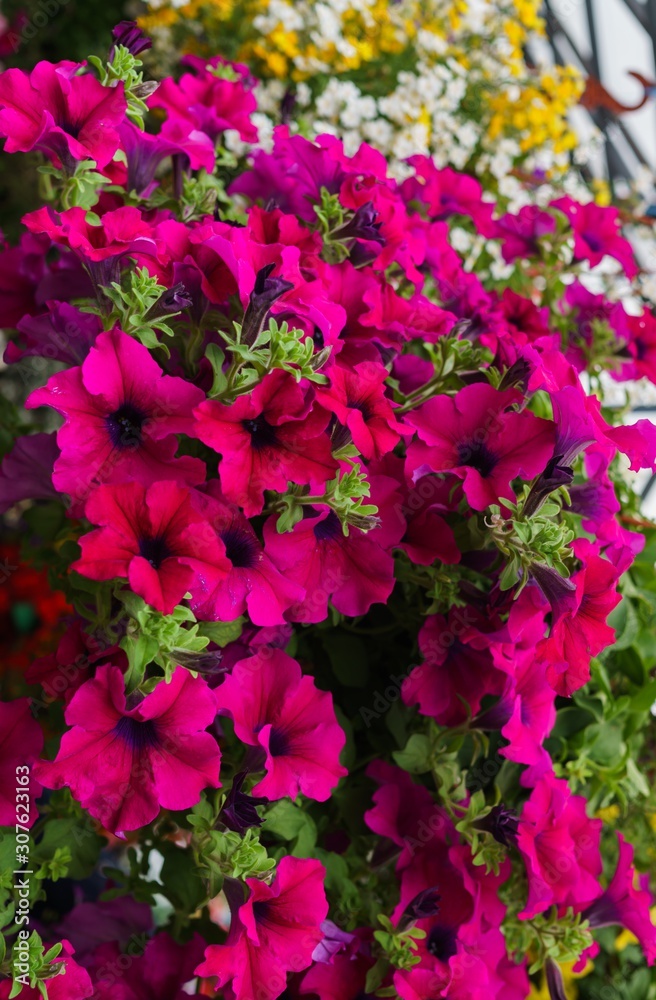 Flower pots with multicolored petunia flowers on the market.