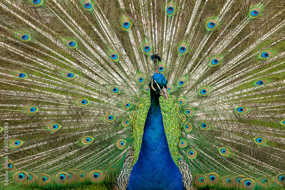 Naklejka premium Peacock, Pavo cristatus