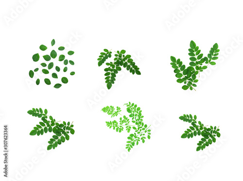 Moringa leaves have medicinal properties. top view