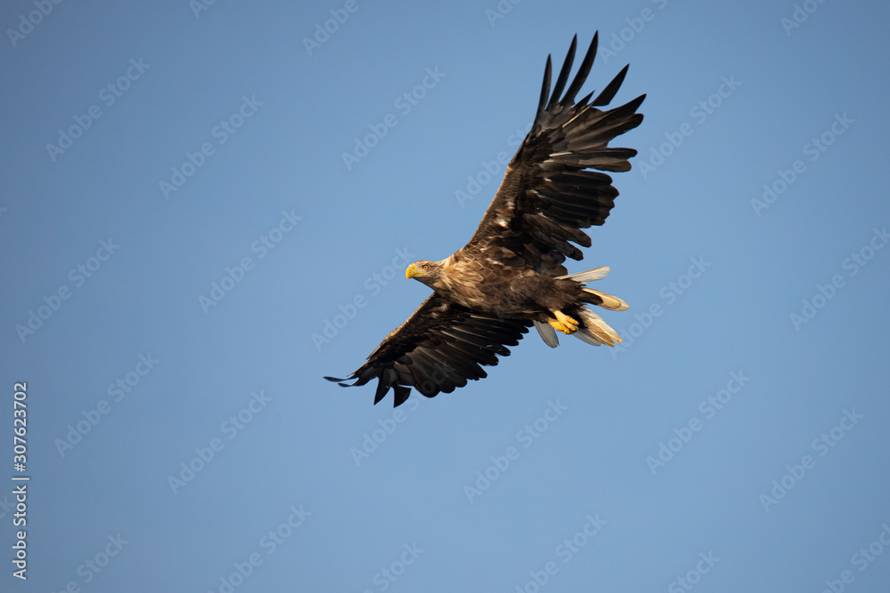White Tail Eagle, Haliaeetus albicilla White Tail Eagle, Haliaeetus albicilla