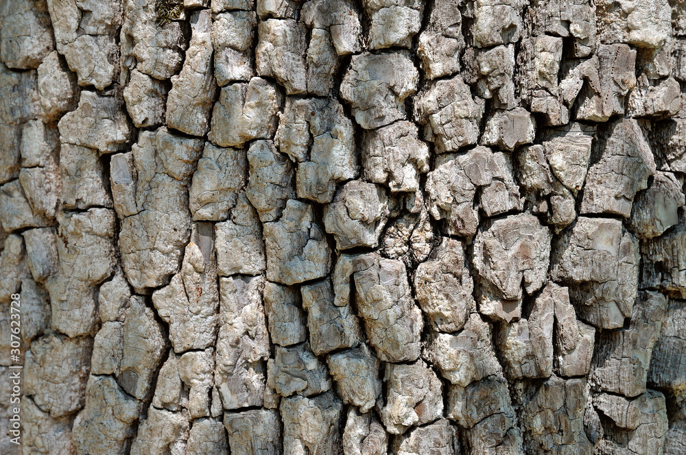 Fototapeta premium Oak bark