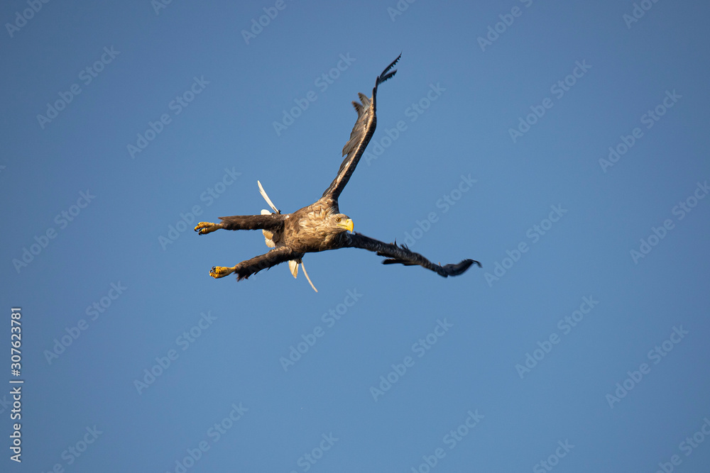 Obraz premium White Tail Eagle, Haliaeetus albicilla