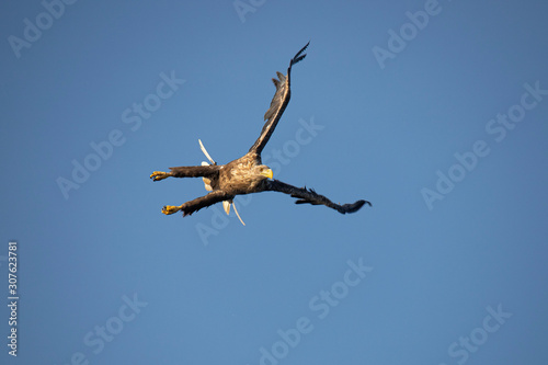 White Tail Eagle  Haliaeetus albicilla