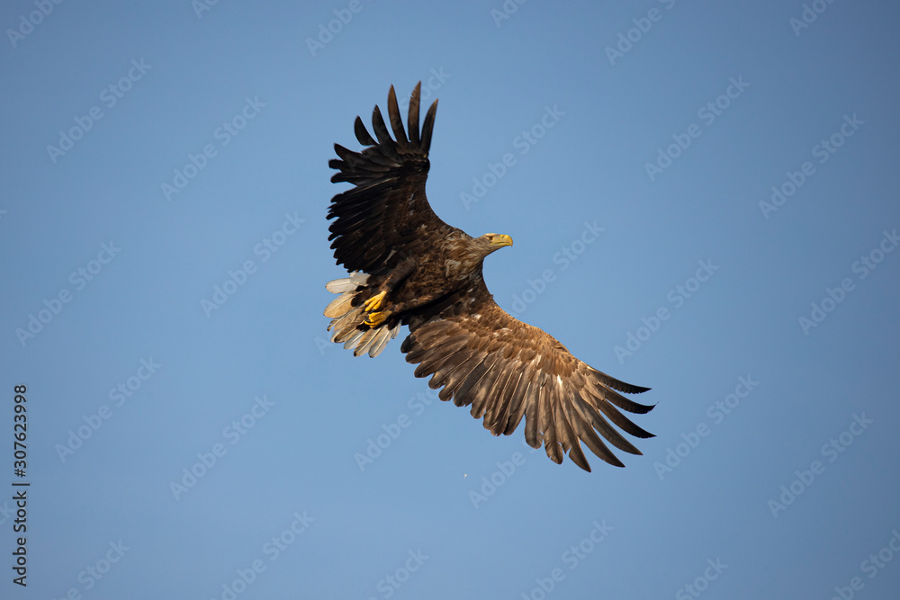 White Tail Eagle, Haliaeetus albicilla White Tail Eagle, Haliaeetus albicilla