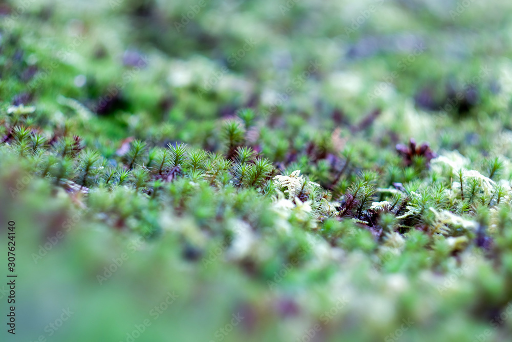 selective focus beautiful leaves in the forrest. selective focus beautiful leaves in the forrest.