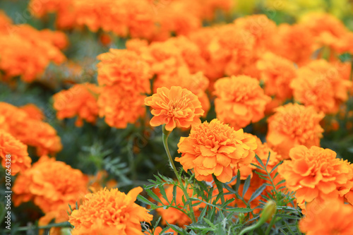 Orange french marigold flower blooming in garden © kwanbenz