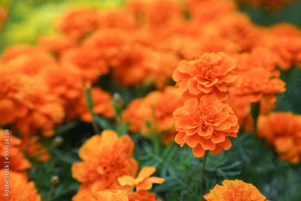 Orange french marigold flower blooming in garden Orange french marigold flower blooming in garden