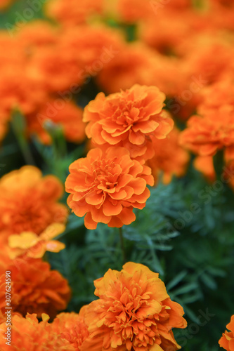 Orange french marigold flower blooming in garden