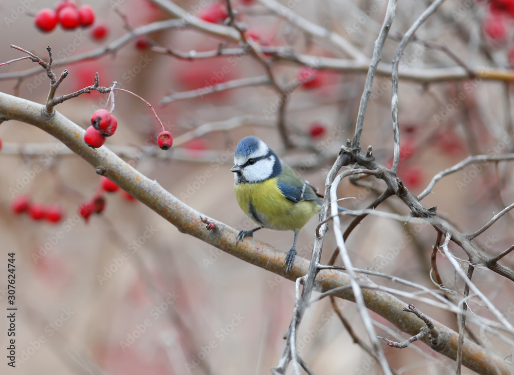 Naklejka premium Blue tit shot on a hawthorn bush surrounded by red berries
