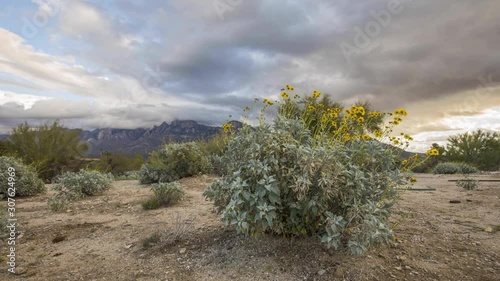 Clouds move quickly over blooming brittle bush and mountains in the southwestern desert of the United States 4K photo