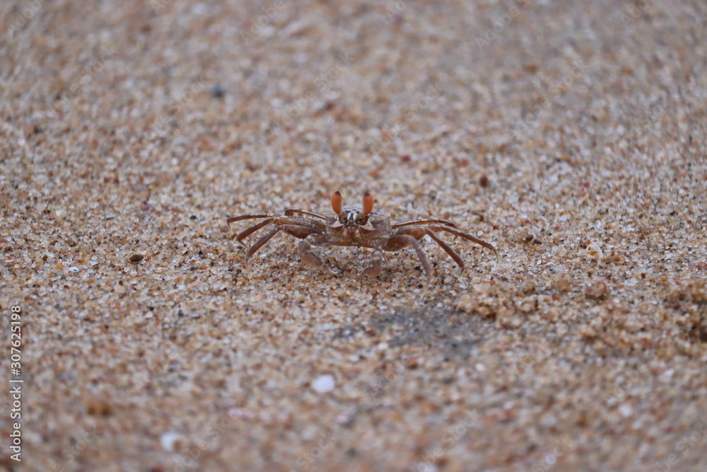 Crab sand beach close up. Cute crab on sand beach. Sand beach crab looking Crab sand beach close up. Cute crab on sand beach. Sand beach crab looking