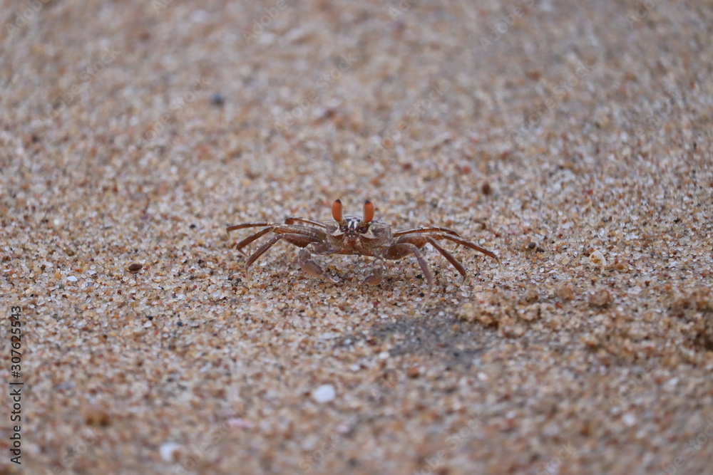 Crab sand beach close up. Cute crab on sand beach. Sand beach crab looking.The Crab on sandy beach with nice background color Crab sand beach close up. Cute crab on sand beach. Sand beach crab looking.The Crab on sandy beach with nice background color
