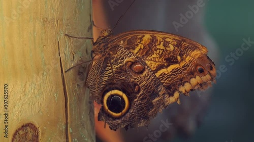 Close-up of a beautiful tropical Owl Butterfly relaxing on a trunk. ProRes 10 Bit mov.