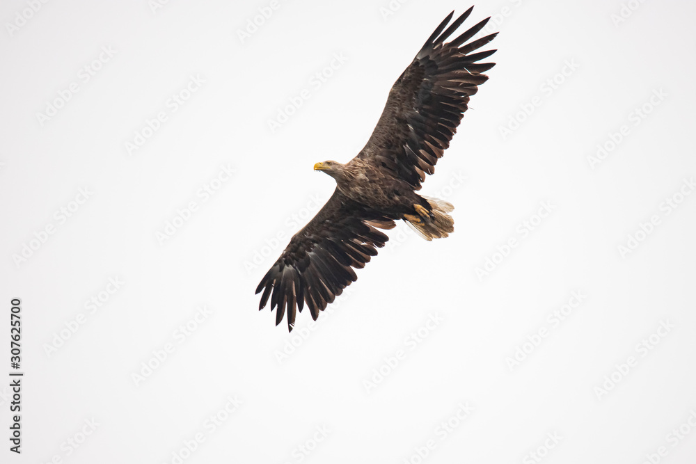 Fototapeta premium White Tail Eagle, Haliaeetus albicilla