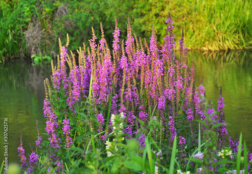 Lythrum salicaria grows on the riverbank photo