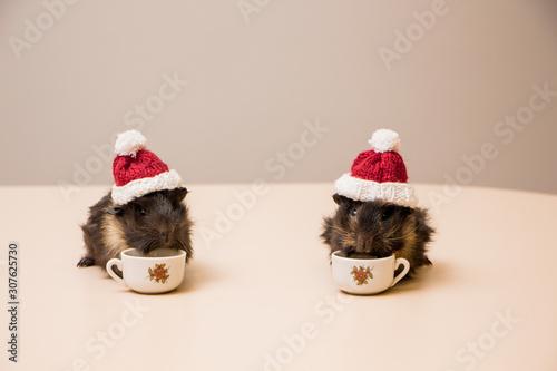 Cute and adorable guinea pig in santa hat. Christmas guinea pig. 