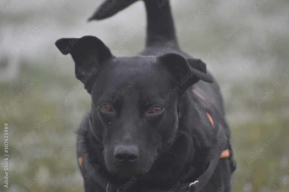 Regard d'un labrador mignon