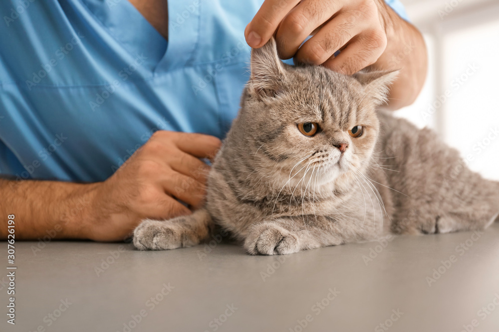 Veterinarian examining cute cat in clinic, closeup Veterinarian examining cute cat in clinic, closeup