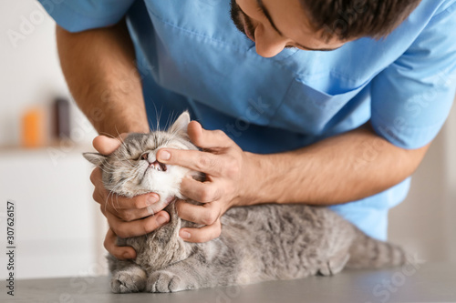 Veterinarian examining cute...