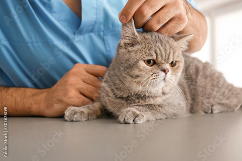 Fototapeta Naklejka Na Ścianę i Meble -  Veterinarian examining cute cat in clinic, closeup