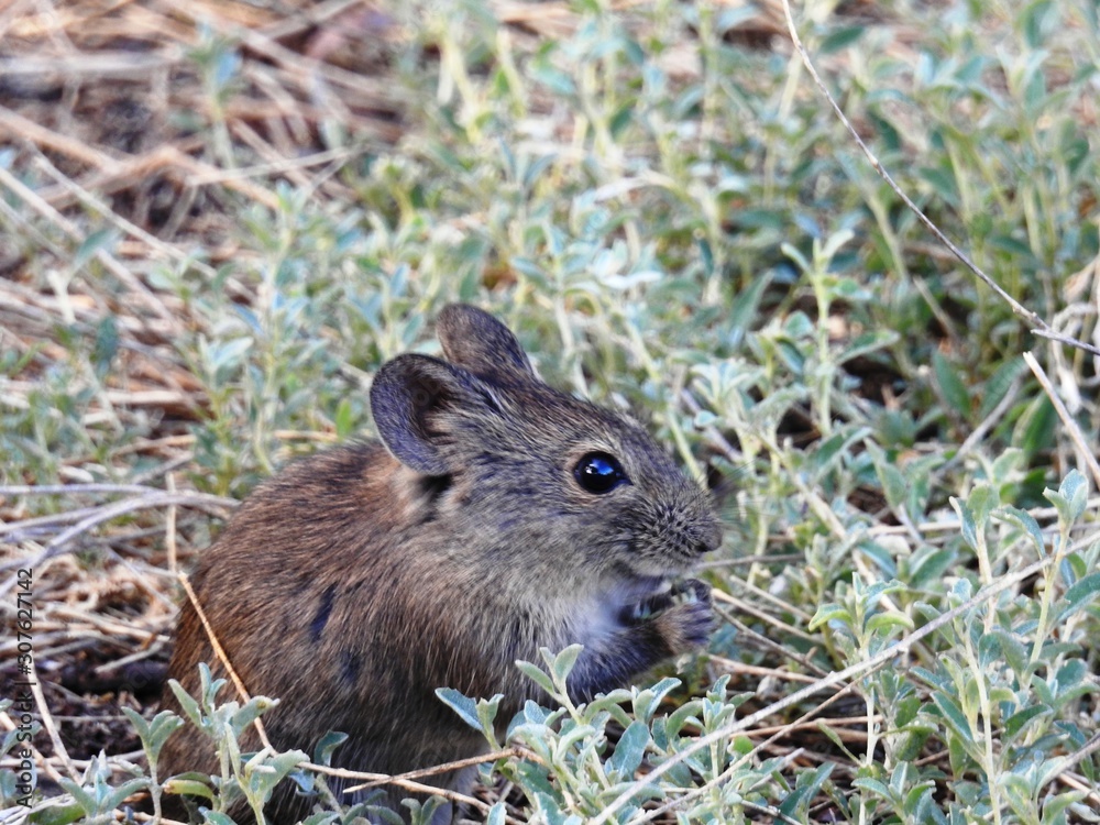 Field mouse Field mouse