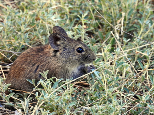 Field mouse