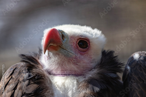 Close up of a Vulture