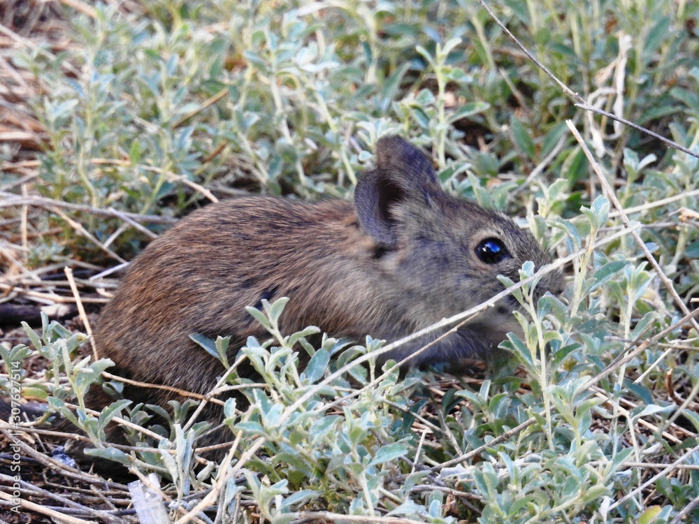 Field mouse Field mouse