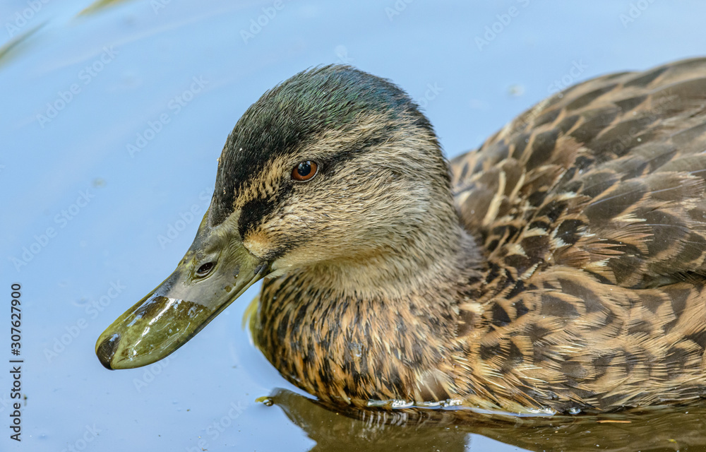 detailed portrait of duck female on the water detailed portrait of duck female on the water