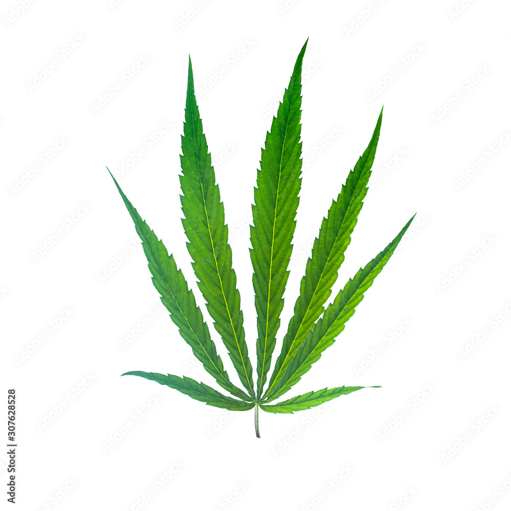 Green leaf marijuana on white. Herb object isolated Green leaf marijuana on white. Herb object isolated
