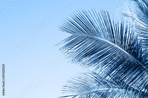 Tropical classic blue color textured palm leaf background.