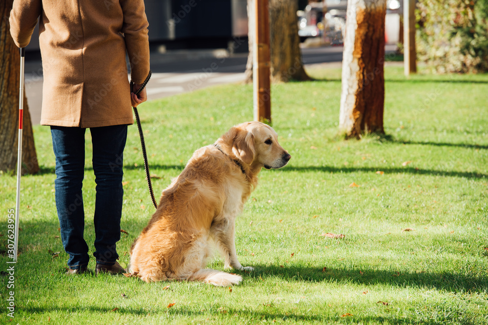 Cropped view of blind man with walking stick and guide dog standing on lawn grass Cropped view of blind man with walking stick and guide dog standing on lawn grass