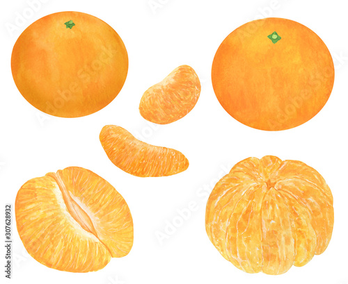 Tangerines Citrus Watercolor illustration Set of summer botanical decorations Christmas Food illustration Tropical fruits