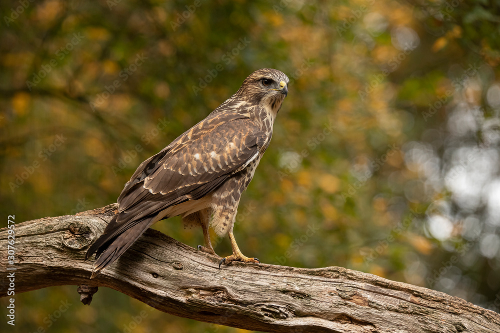 Sparrow hawk, Accipiter nisus Sparrow hawk, Accipiter nisus