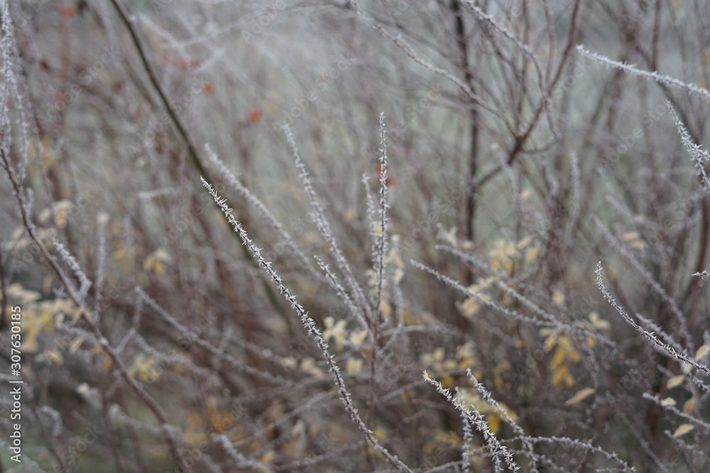 Mit Frost überzogene Zweige eines Strauchs Mit Frost überzogene Zweige eines Strauchs