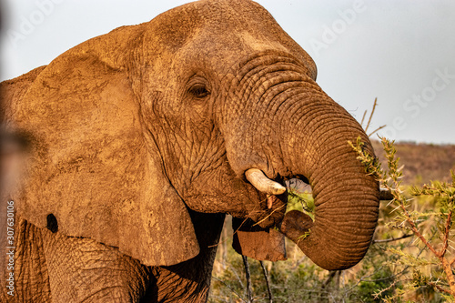 Elephant in in Bush