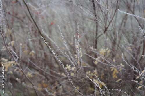 Mit Frost überzogene Zweige eines Strauchs © Achim Wagner