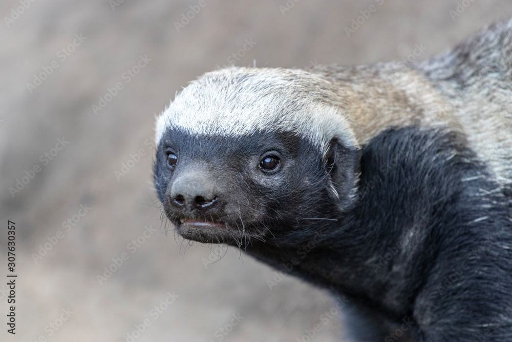 Ταπετσαρία Black and White Honey Badger