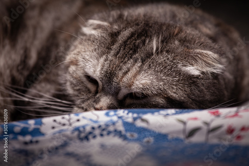 Wallpaper Mural a lop-eared cat lies on a bedspread and sleep Torontodigital.ca